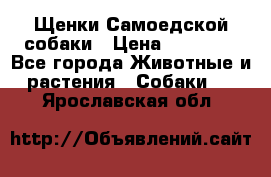 Щенки Самоедской собаки › Цена ­ 25 000 - Все города Животные и растения » Собаки   . Ярославская обл.